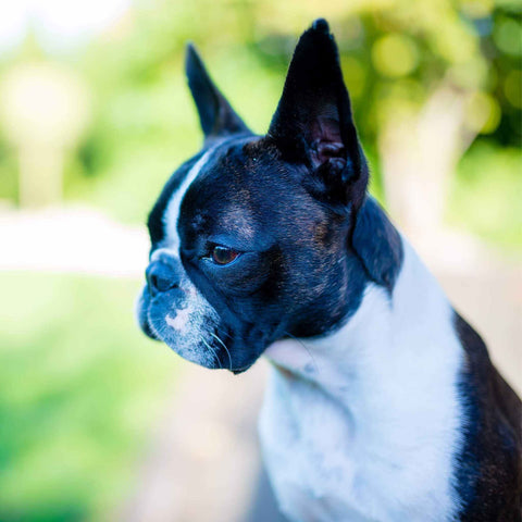 Boston Terrier