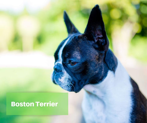 Boston Terrier