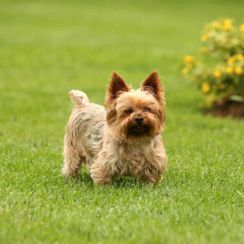 Cairn Terrier