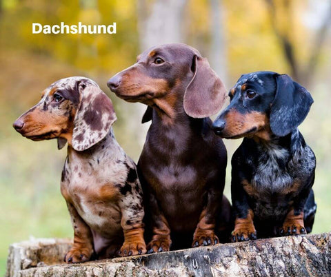 Dachshund