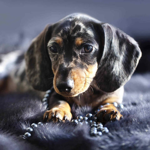 Dachshund