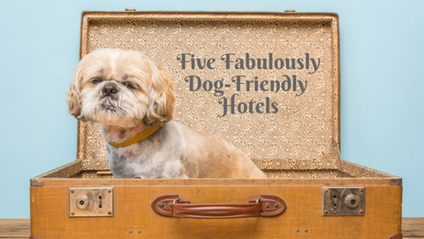 dog friendly hotels