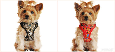 hawaiian wrap and snap small dog harness