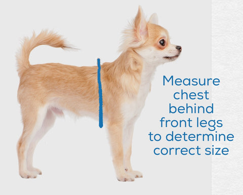 How to measure a dog for a harness