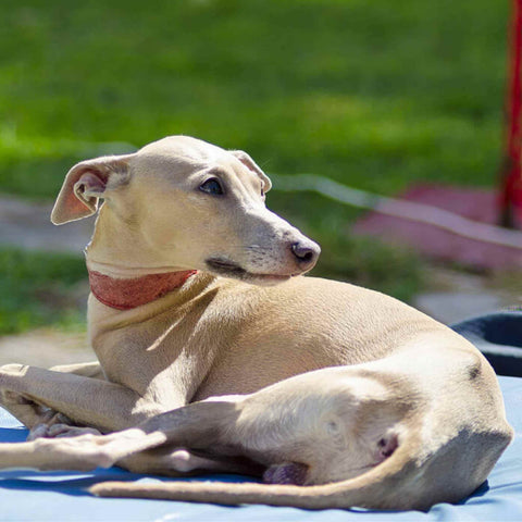 Italian Greyhound