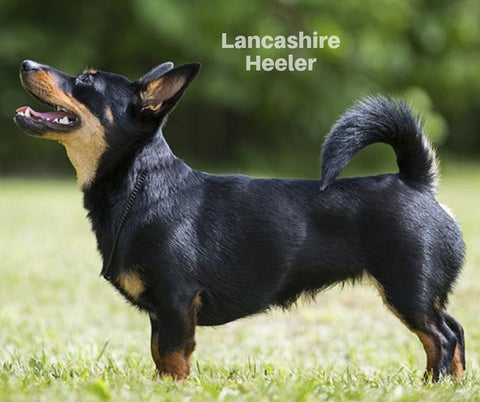 Lancashire Heeler