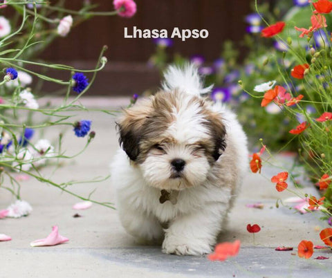 Lhasa Apso