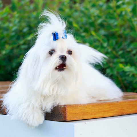 Maltese dog with a show coat