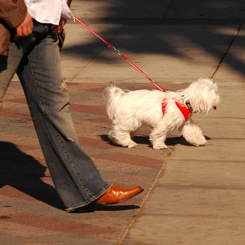 man walking a small dog