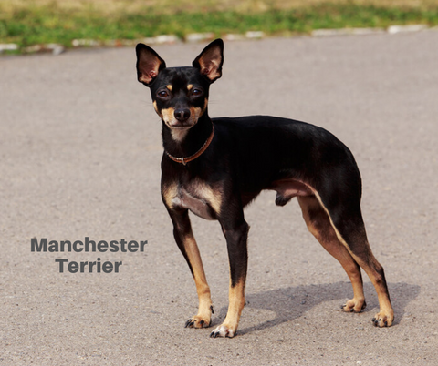 Manchester Terrier