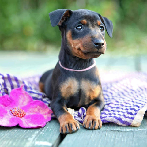 Miniature Pinscher