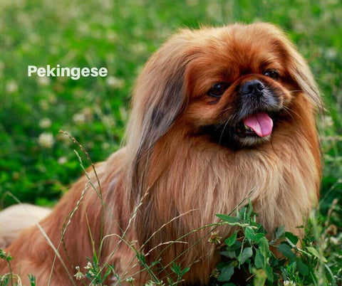 Pekingese