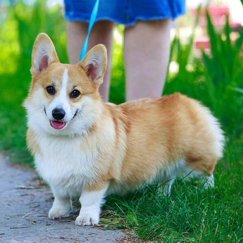 Pembroke Welsh Corgi