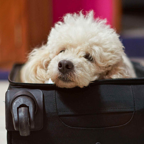 Poodle in a suitcase
