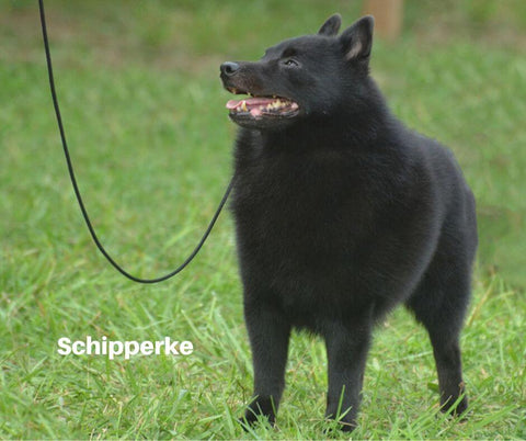 Schipperke