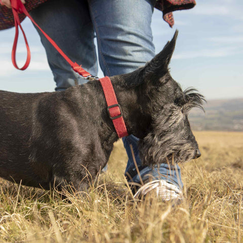 Scottish Terrier