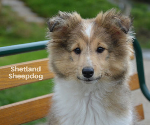 Shetland Sheepdog