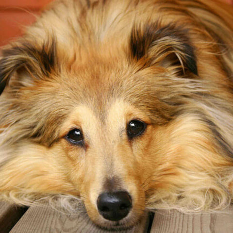 Shetland Sheepdog