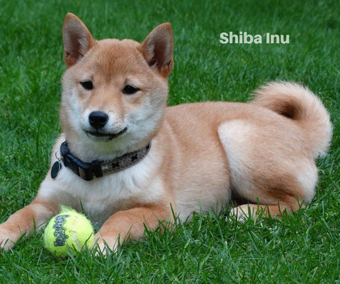 Shiba Enu