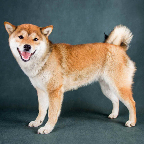 Shiba Inu