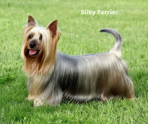 Silky Terrier