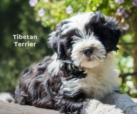 Tibetan Terrier