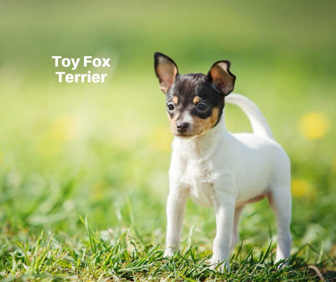 Toy Fox Terrier