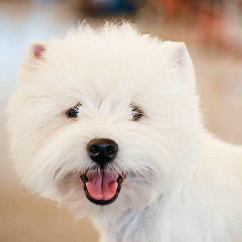 West Highland White Terrier