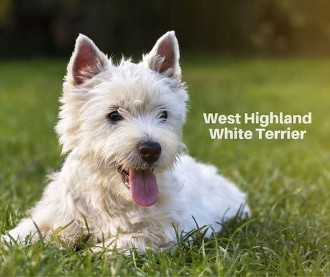 West Highland White Terrier