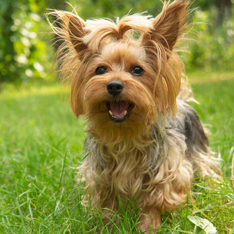 Yorkshire Terrier