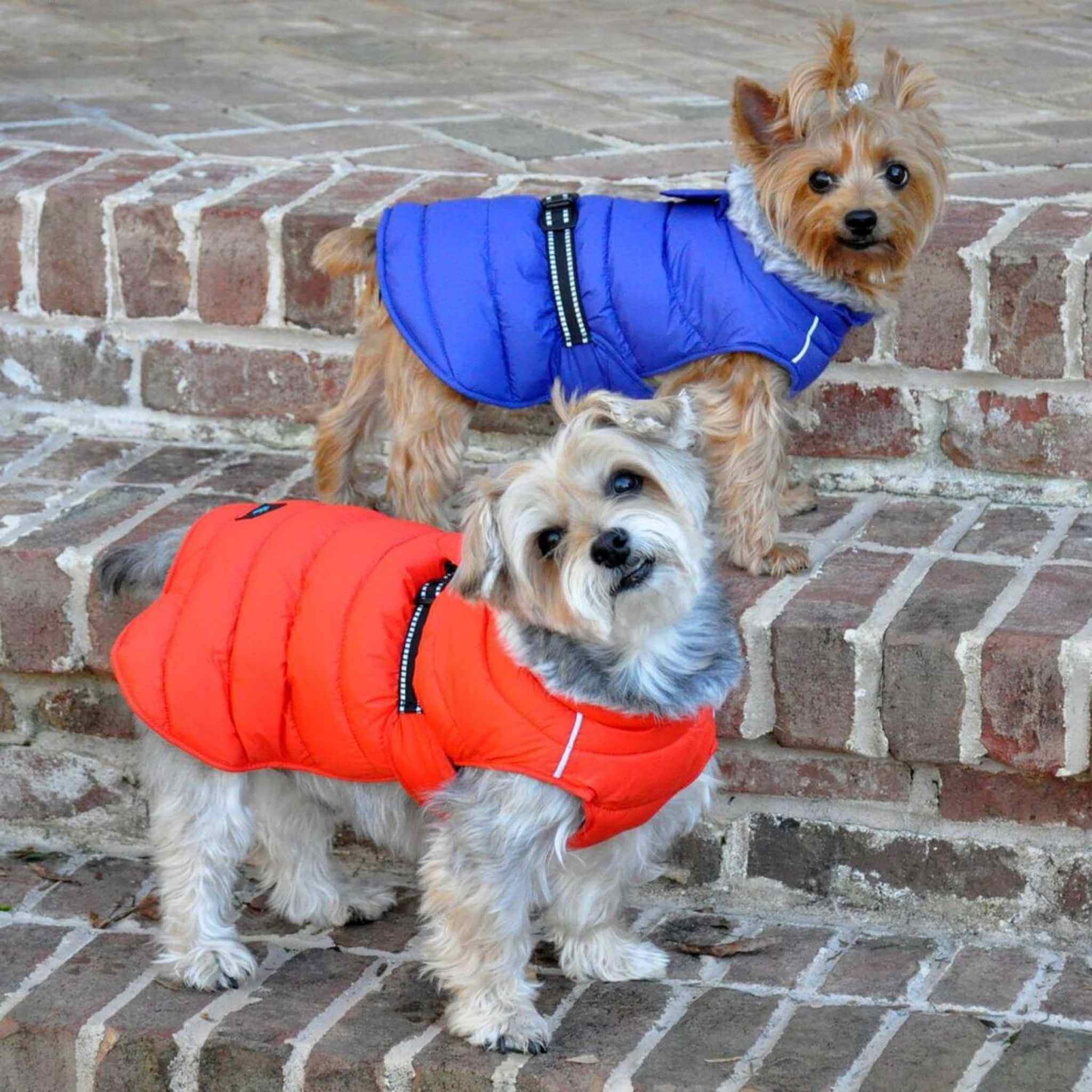 Gf Pet - Alpine Sweater - Orange - Xs