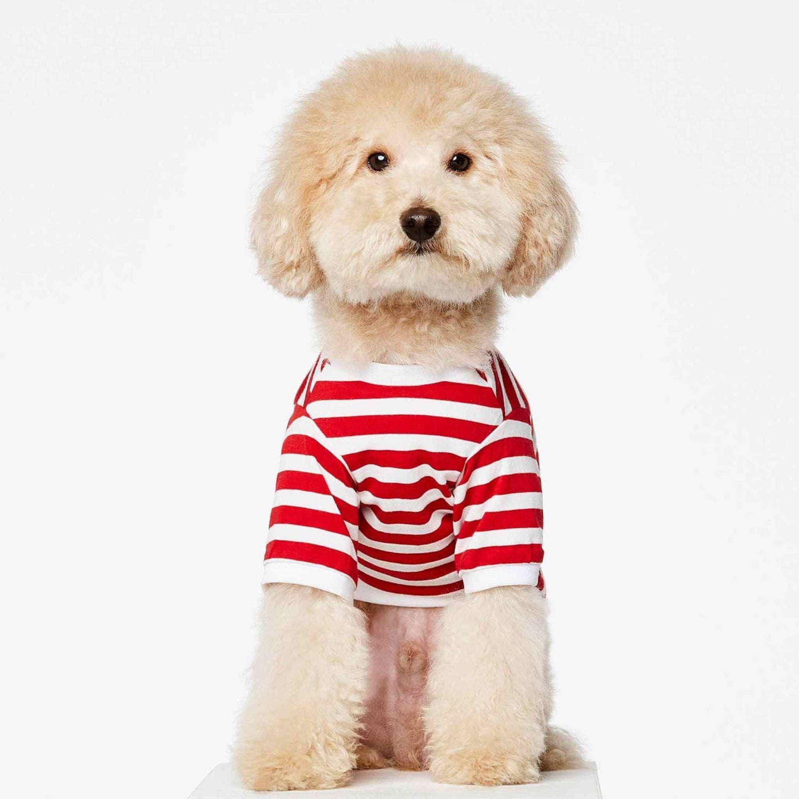 poodle outfits for dogs