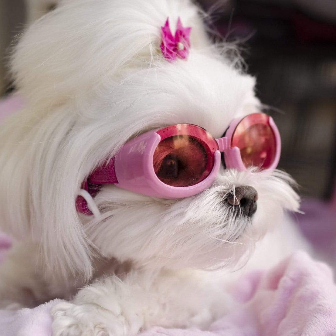 doggles for small dogs