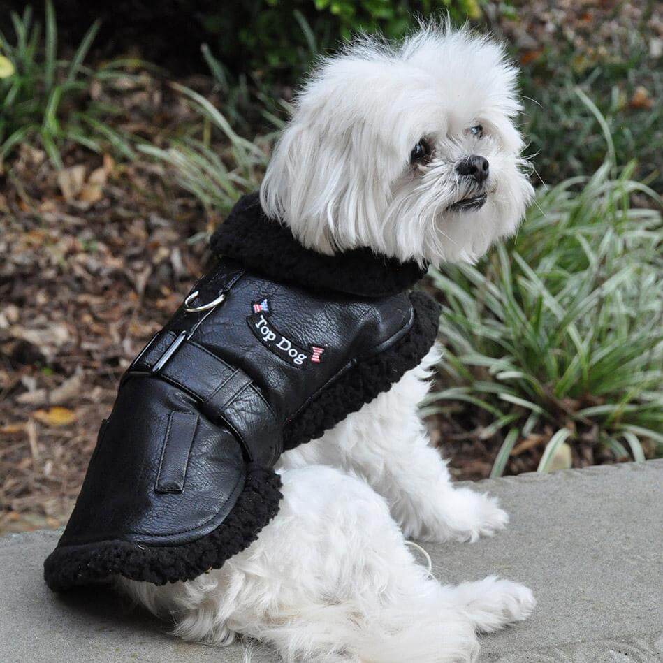 dog black jacket