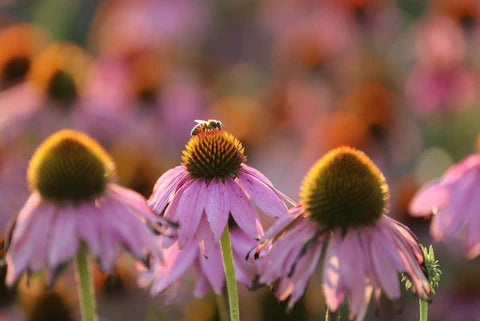 Echinacea flower with bumblebee