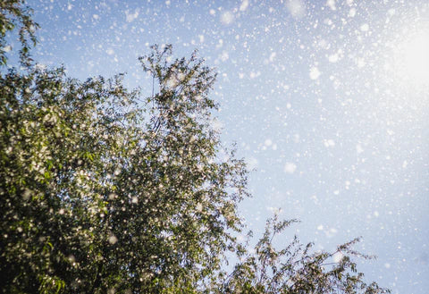 Cottonwood trees and black poplar seeds floating in the air