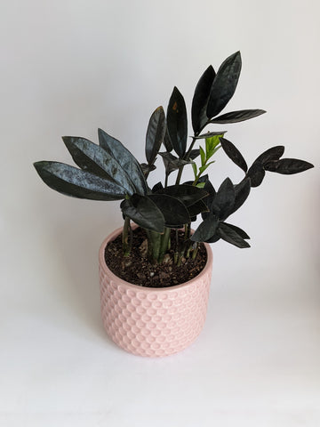 zz plant in 6 inch pot 