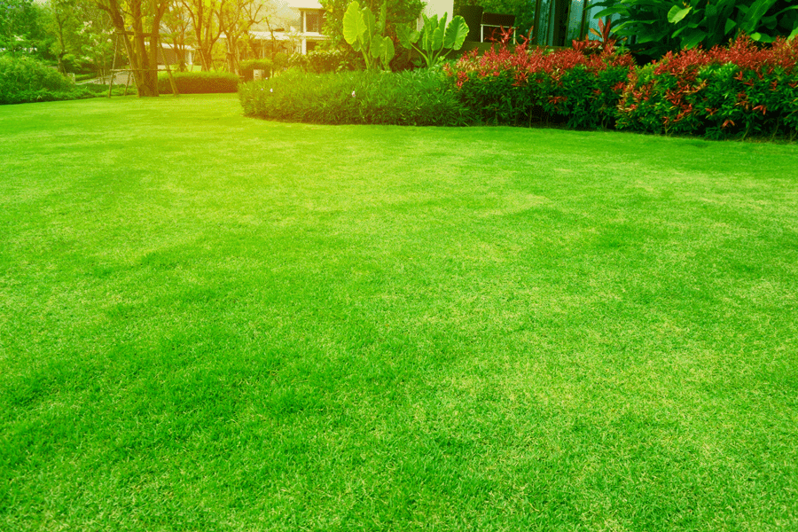 Dream Fertilised Lawn