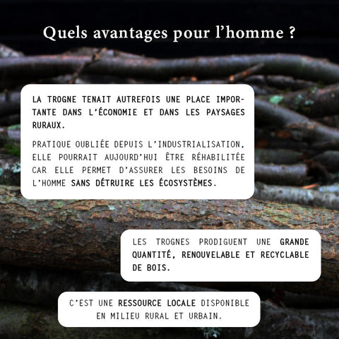 La trogne tenait autrefois une place importante dans l'économie et dans les paysages ruraux. Pratique oubliée depuis l'industrialisation, elle pourrait aujourd'hui être réhabilitée car elle permet d'assurer les besoins de l'homme sans détruire les écosystèmes. Les trognes prodiguent une grande quantité, renouvelable et recyclable de bois. C'est une ressource locale disponible en milieu rural et urbain.