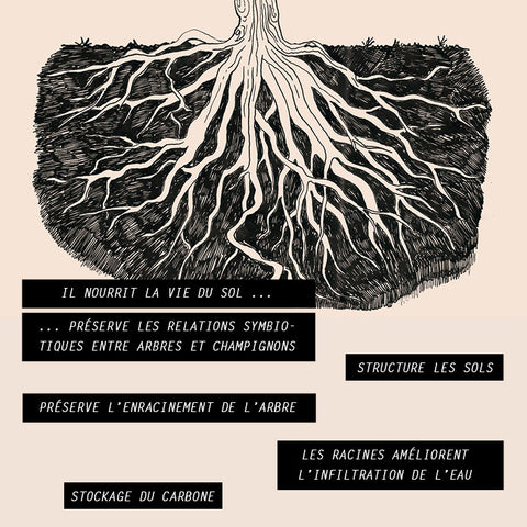 Il nourrit la vie du sol, préserve les relations symbiotiques entre arbres et champignons, structure les sols, préserve l'enracinement de l'arbre, les racines améliorent l'infiltration de l'eau, stockage du carbone