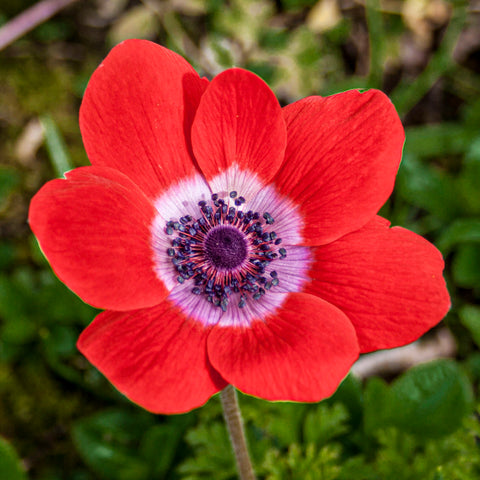Fransk anemone rød
