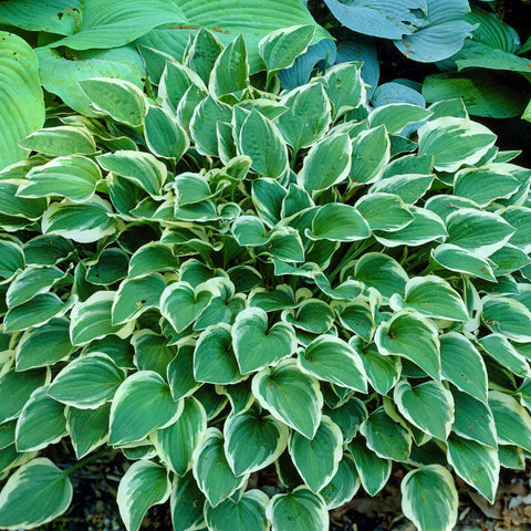 Hosta i bed