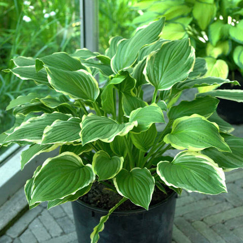 Hosta i krukke