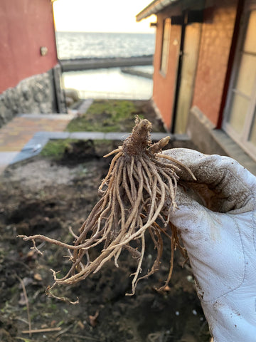 hosta-barrodsplante