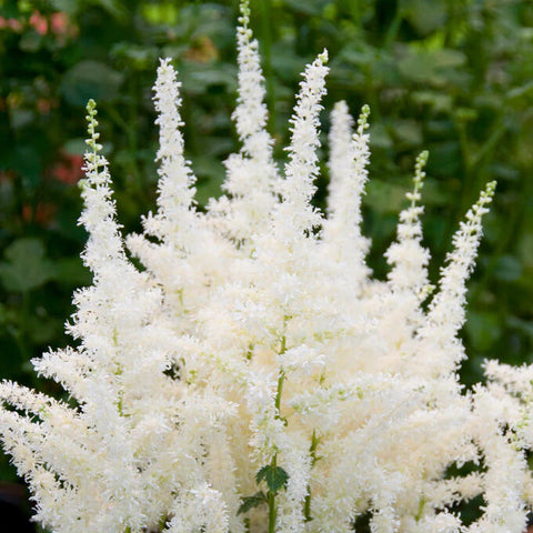 astilbe hvid