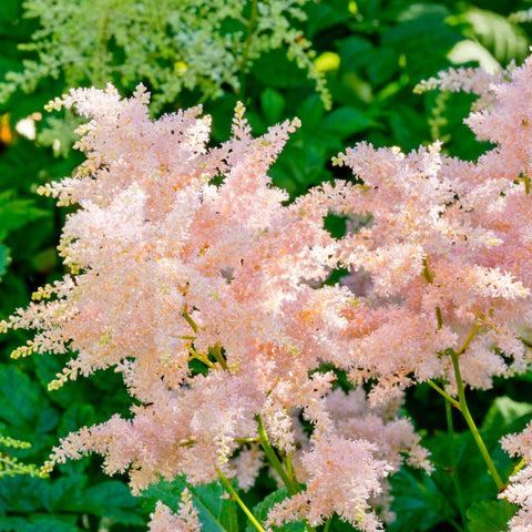 astilbe lyserød