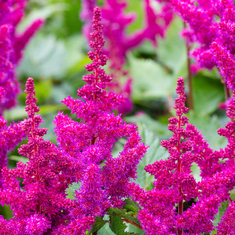 astilbe pink