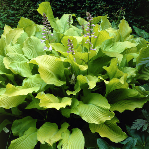 Blomstrende hosta