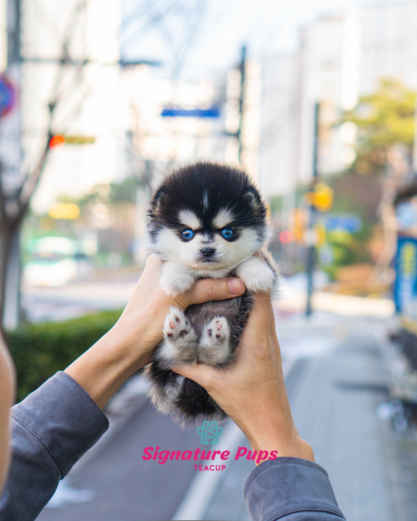 what is a teacup pomsky