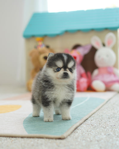 what is a teacup pomsky